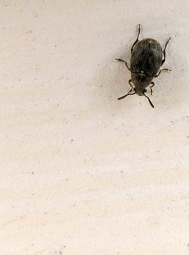 beetle2