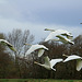 Trumpeter Swans in Flight