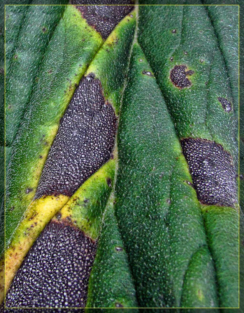 Leaf Texture