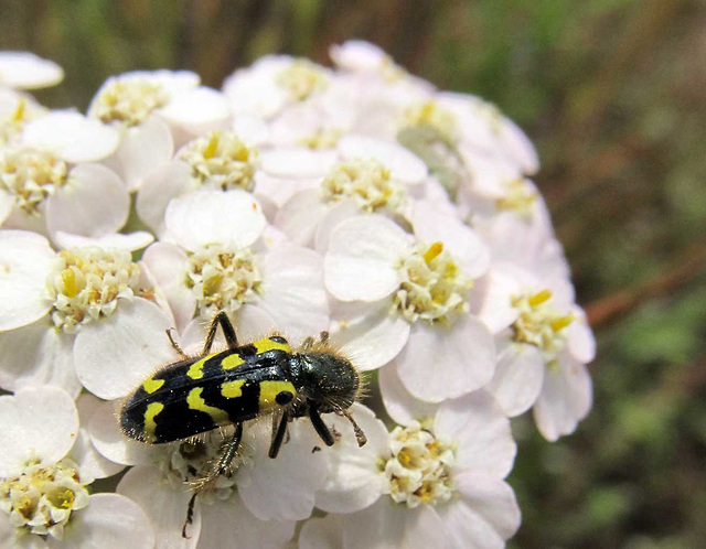 Ornate Checkered Beetle on Yarrow