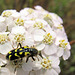 Ornate Checkered Beetle on Yarrow