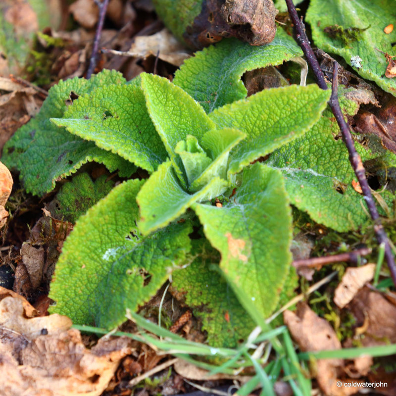 Spring foxglove