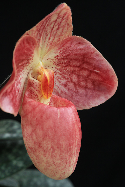 Paphiopedilum (Fumi's Delight x Conco-bellatulum)