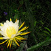 Night Blooming Cereus #3 2009