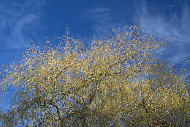 Willow Gold