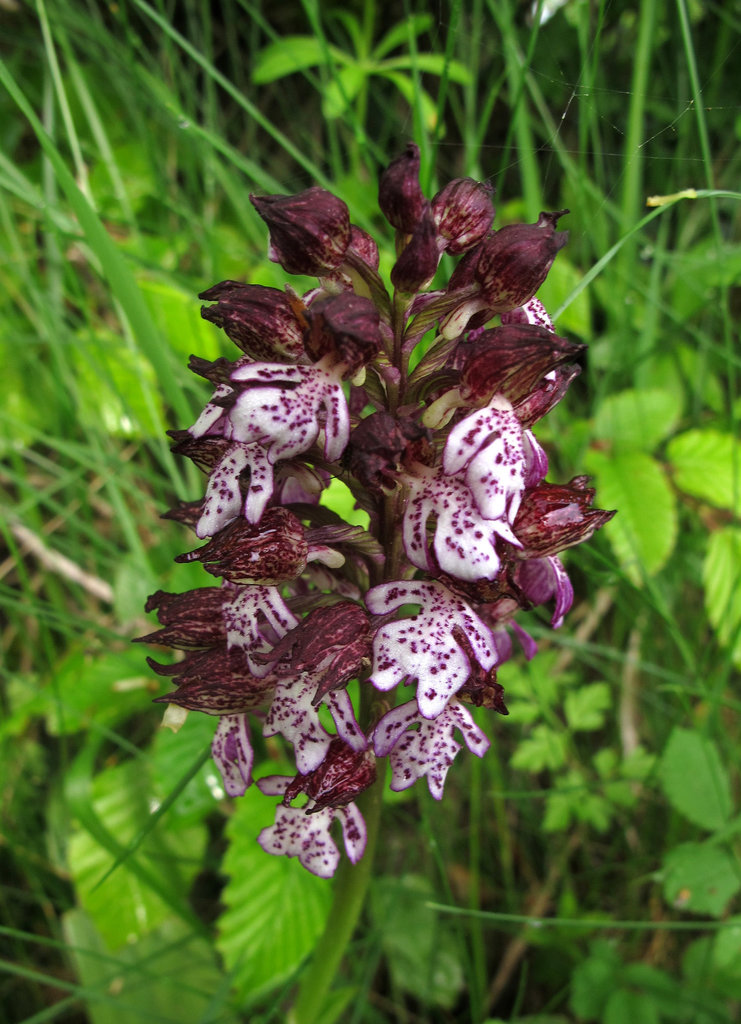 Orchis purpurea, Orchis pourpre (Orchidacées) (Lot, France)