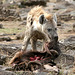 Spotted Hyena with its kill