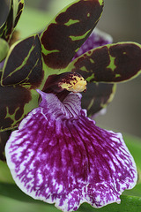 Zygopetalum Redvale (Zygopetalum Titanic x Zygopetalum Arthur Elle)