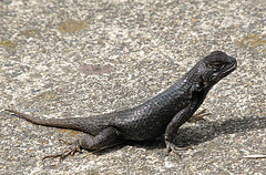 Bluebelly Lizard