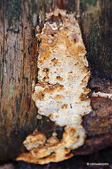 Fungi on old stump