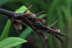 Bulbophyllum penicillium