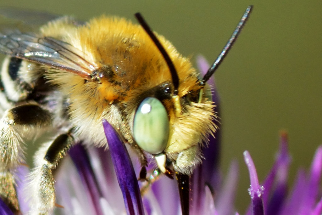 Bee 02a ( Anthophora possibly)