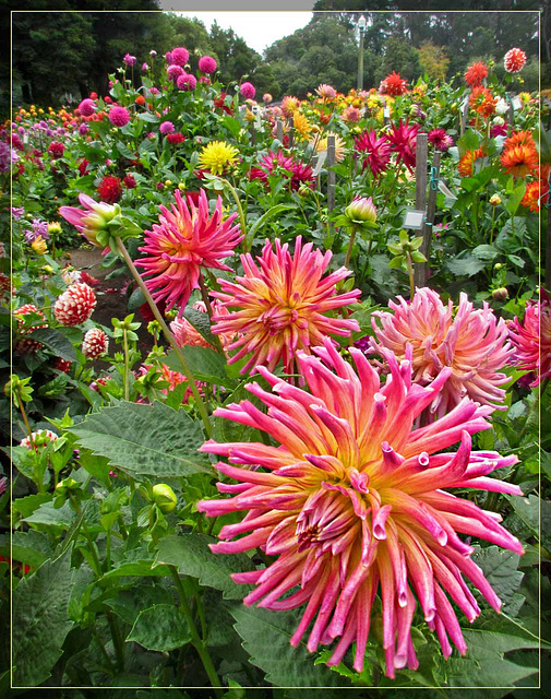 Dahlia Color Explosion