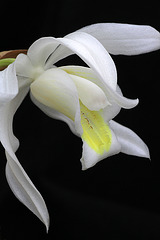 Coelogyne mossiae