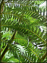 Lacy Fern Fronds