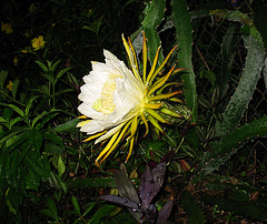 Night Blooming Cereus 2009