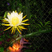 Night Blooming Cereus ..not counting ! 2009