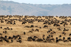 The Great Migration