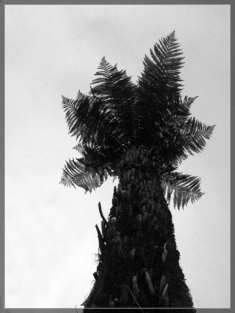 Dinosaur Palm in Silhouette
