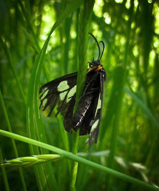 Old Marbled White Moth (Melanargia galathea)