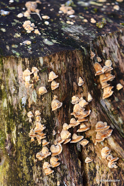 Fungi on old stump