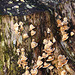 Fungi on old stump