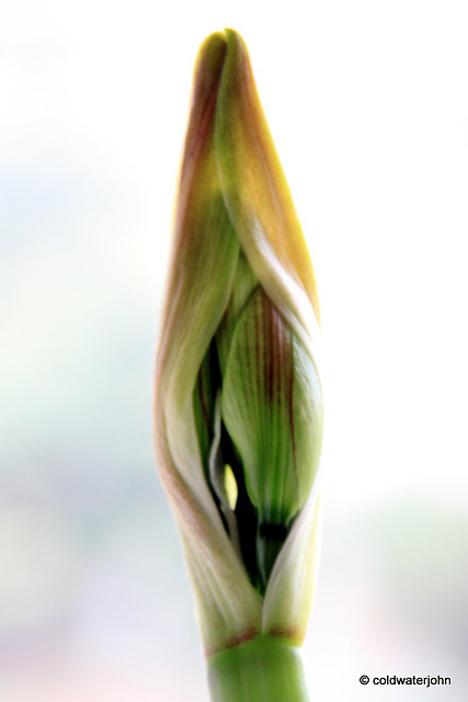 Amaryllis about to flower