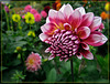 Dahlia Beginning to Blossom