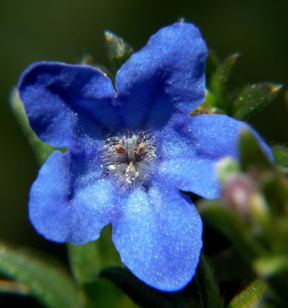 Lithodora