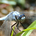 Southern Skimmer m (Orthetrum brunneum)