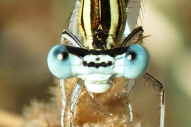 White Featherleg m (Platycnemis latipes)