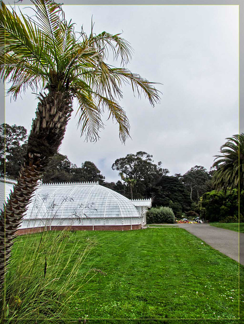 Palm Tree & Conservatory