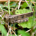 Streamlined, flying grasshopper