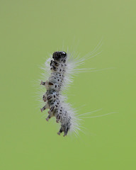 Dangling from a hickory tree