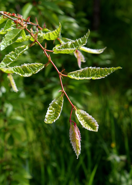 Zelkova variegata