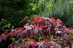 Acer palmatum 'Bloodgood'