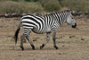 Zebra on the move