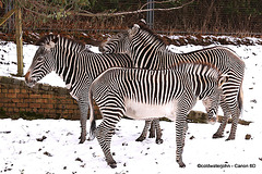 Scottish Zebras! What's with this white stuff?