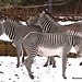 Scottish Zebras! What's with this white stuff?