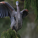 Great Blue Heron (Ardea herodias}