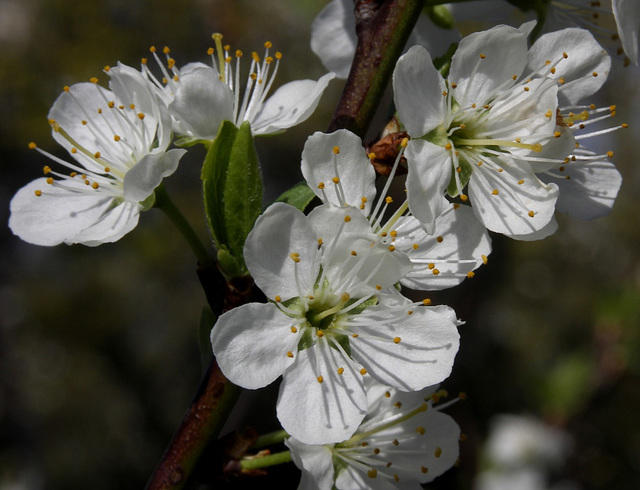 Mirabelle