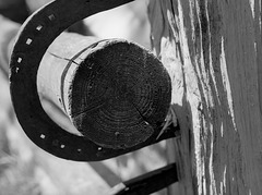 horseshoe with annual rings