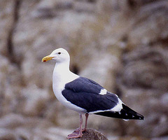 Gull At Pebble Beach