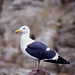 Gull At Pebble Beach