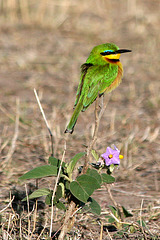 Little Bee-eater