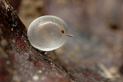slug egg
