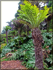 Dinosaur Palm Tree