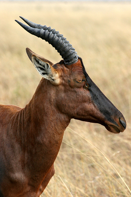 Portrait of a Topi