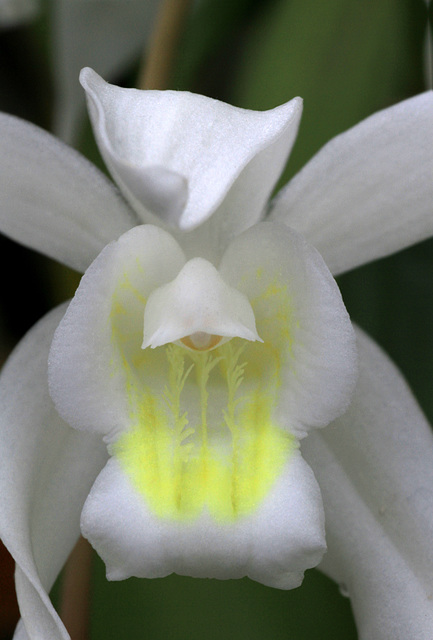 Coelogyne mossiae