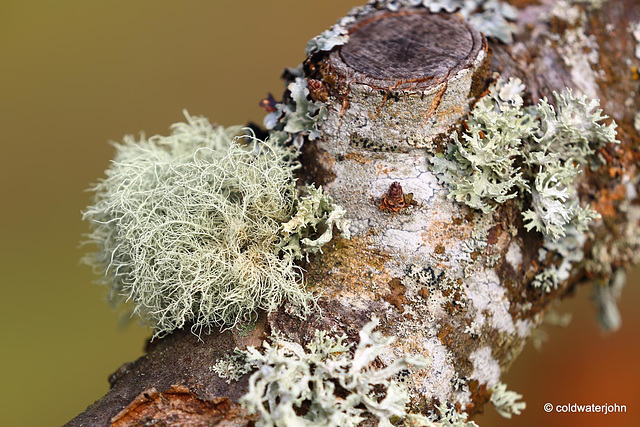 Lichens growing on orchard apple tree